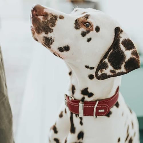 Hunter Aalborg Special dog collar, leather, strapazierfähhig, comfortable, 70 L-XL, red (68371)