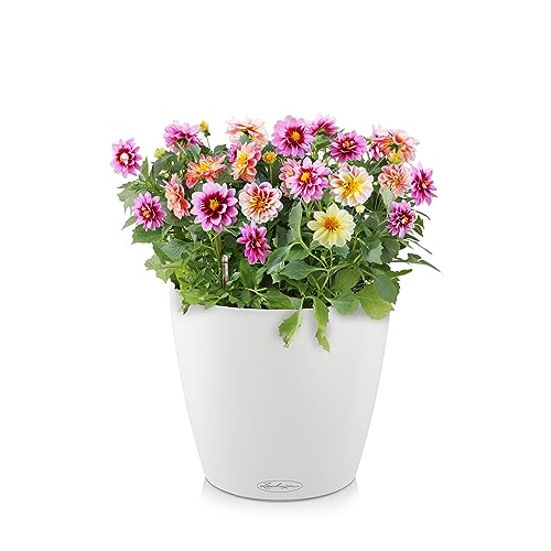 Lechuza Classico colour 28 white (13190)