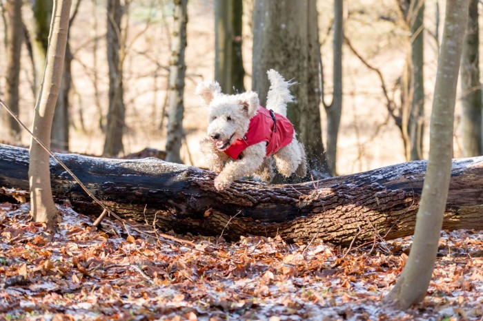Trixie Vimy Regenmantel for dogs, red, 40cm (680223)